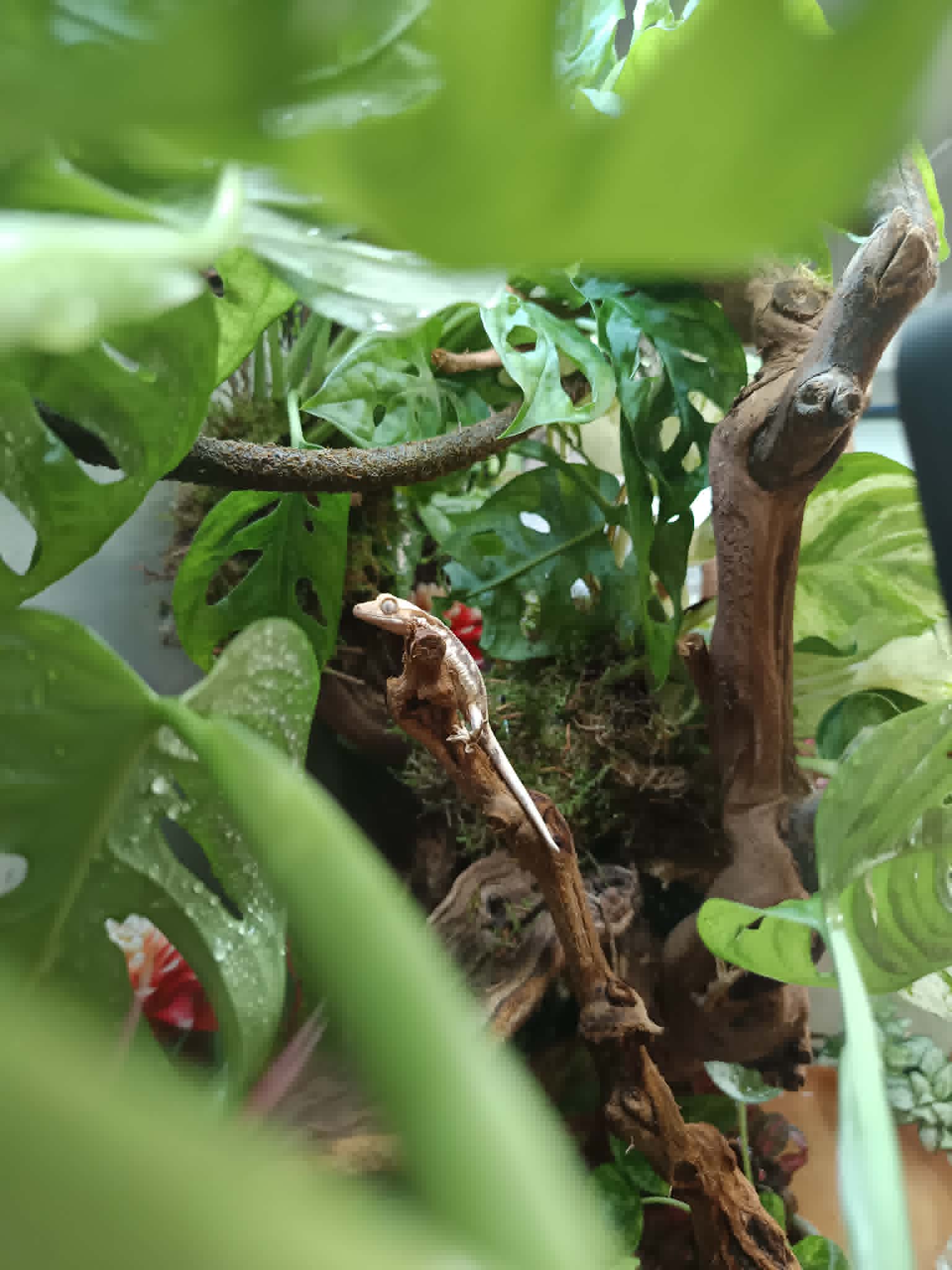 Terrarium Écosystème