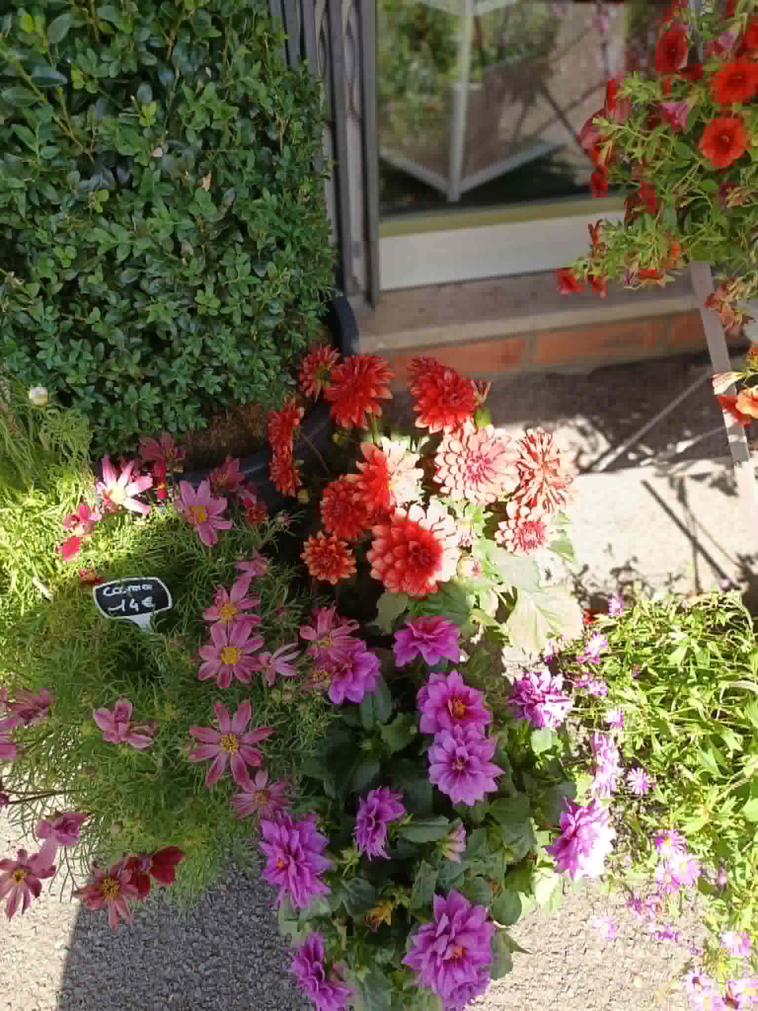 Plantes extérieurs